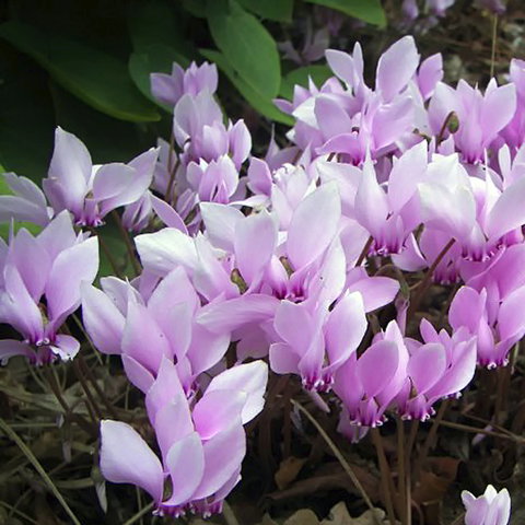 Friends Of Tindale Garden Monthly Plant Sales - Accommodation ACT 2