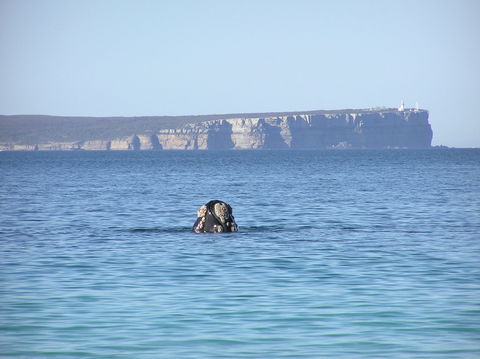 Jervis Bay's Sydney To Hobart Experience - Accommodation ACT 0