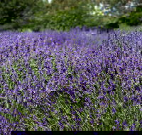 Lavender Herb and Chilli Festival - Accommodation ACT