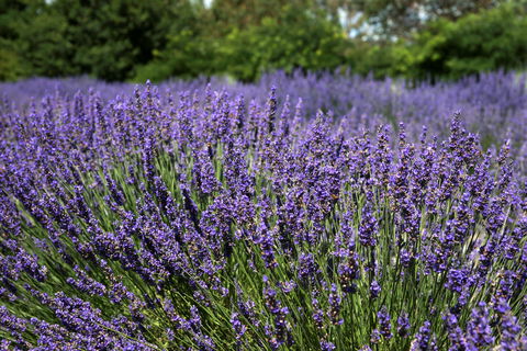 Lavender Herb And Chilli Festival - Accommodation ACT 0