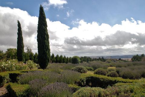 Lavender Herb And Chilli Festival - Accommodation ACT 1
