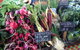 South Geelong Farmers Market - thumb 0