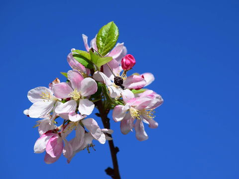 Spring Time At Hunter Valley Gardens - Accommodation ACT 0