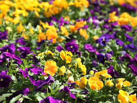 Spring Time At Hunter Valley Gardens - Accommodation ACT 2