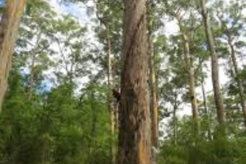RAC Karri Valley Resort - Accommodation ACT 1