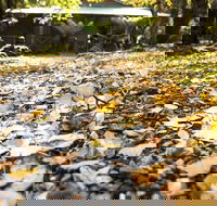 Cradle Forest Inn - Accommodation ACT