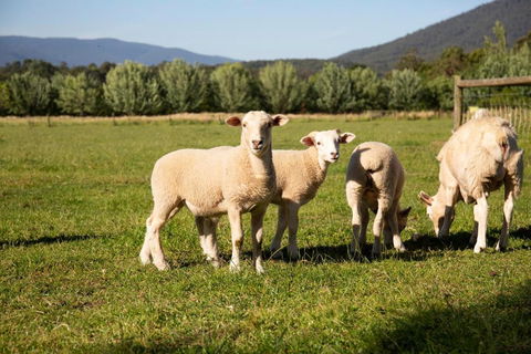 Harvest Farm - Accommodation ACT 3