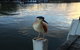 Mandurah Riverfront Holiday Rental - thumb 1