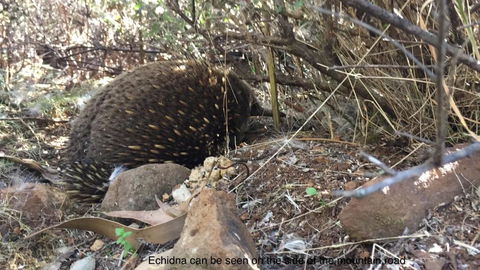 Penguin Seaside Homestay - Accommodation ACT 1