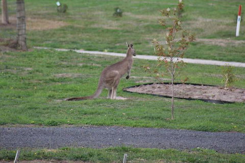 Nyora Lodge B & B - Accommodation ACT 7