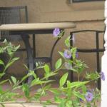 The Riverland And Murraylands SA Accommodation ACT