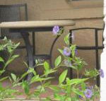 Amalie Cottage Waikerie Unit 1 - Accommodation ACT