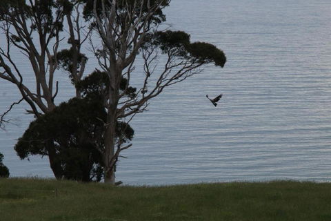 Penguin Seaside Farm - Accommodation ACT 6