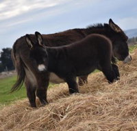 Malakai Farm Stay - Accommodation ACT