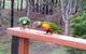 Kiah Country Gardens B & B - thumb 6
