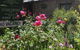 Laurel Cottage - thumb 5