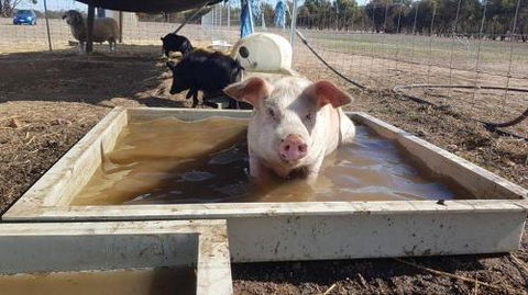 A Better Life Animal Sanctuary FarmStay Private Two Bedrooms Lounge Room & Bathroom & Toilet Shared Kitchen - Accommodation ACT 2