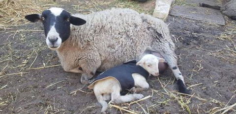 A Better Life Animal Sanctuary FarmStay Private Two Bedrooms Lounge Room & Bathroom & Toilet Shared Kitchen - Accommodation ACT 1