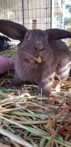 A Better Life Animal Sanctuary FarmStay Private Two Bedrooms Lounge Room & Bathroom & Toilet Shared Kitchen - Accommodation ACT 5