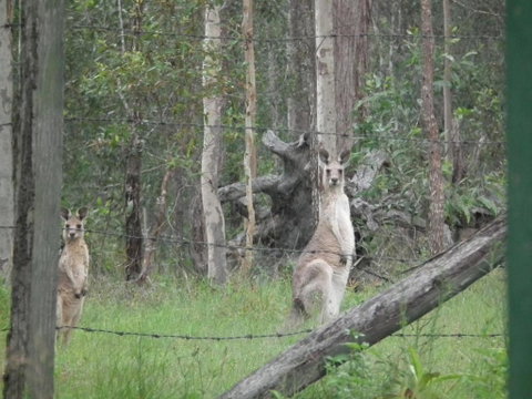 Back To The Bush - Accommodation ACT 6