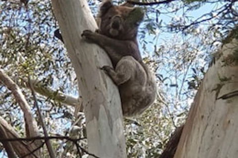 Wilsons Promontory Motel - Accommodation ACT 0