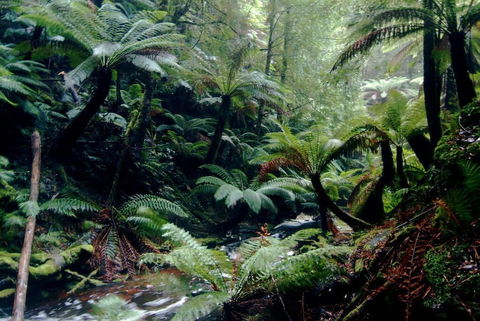 Corinna Wilderness Experience - Accommodation ACT 2