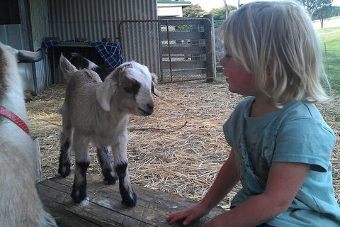 Fernleigh Farmstay & Bike Park - Accommodation ACT 5