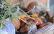 Lavender Farm - thumb 5