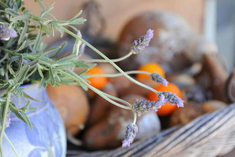Lavender Farm - Accommodation ACT 5