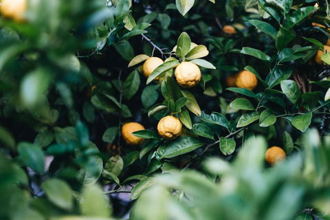 Lemon Tree Cottage Bendeela - Accommodation ACT 3