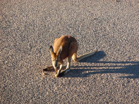 On The Deck @ Shark Bay - Accommodation ACT 5