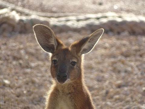 On The Deck @ Shark Bay - Accommodation ACT 3