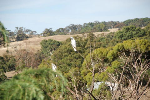 Mancuso Country Cottage Retreat - Accommodation ACT 6