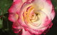 Birchwood Cottage - thumb 4