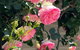 Birchwood Cottage - thumb 6