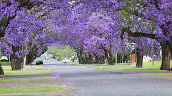 Tourism Listing Partner Grafton Accommodation