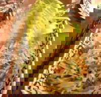 Madame K's Vegetarian Restaurant - Accommodation ACT