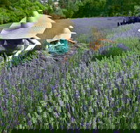 Lavandula Swiss Italian Farm - Accommodation ACT