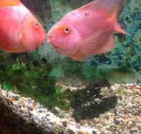 Eastern City Chinese Restaurant - Accommodation ACT
