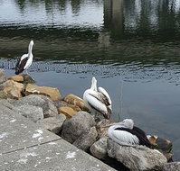 Saltwater Seafoods - Accommodation ACT