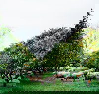 Cambray Cheese Farm Shop - Accommodation ACT