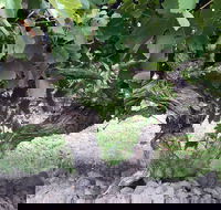 Nick Haselgrove Wines - Accommodation ACT