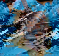 Charles St Pizza  Pasta - Accommodation ACT