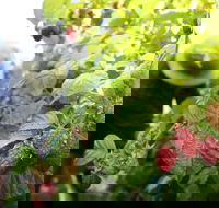 Springwood Farm Berries - Accommodation ACT