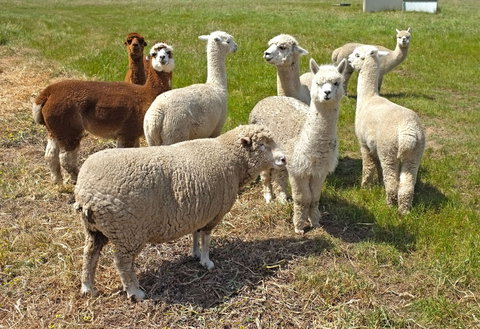 The Farmer's Place - Accommodation ACT 2