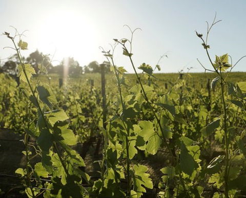 Spence Wines - Accommodation ACT 1