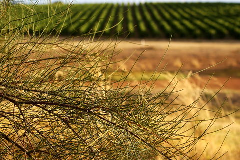 Haselgrove Wines - Accommodation ACT 1