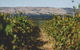 Mr. Riggs Wine Co. - thumb 1