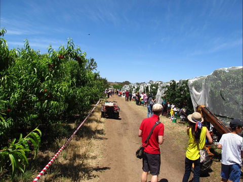 Payne's Orchards - Accommodation ACT 1