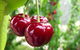 Payne's Orchards - thumb 2